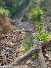 Close-up of a tree root extending through rocky soil, capturing the tenacity of nature as it thrives in rugged terrain. The details highlight the strength and persistence of life.