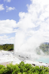 Te Puia geyser and springs in Rotorua