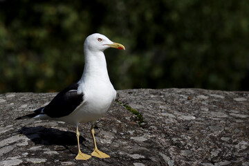 Obraz premium Lesser black-backed gull