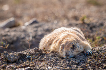 A small prairie dog is comfortably lying on its back in the dirt, relaxing