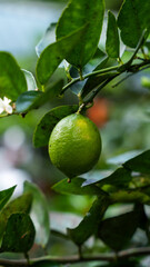 Close-up of a fresh green lime on a tree branch with leaves