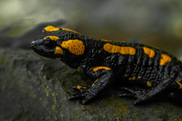 Salamander animal in autumn leaf forest in north Bohemia