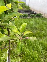 Close-up view of a young apple tree branch showcases fresh green leaves and developing fruit in a serene garden setting. Growth and the beauty of nature's cycle