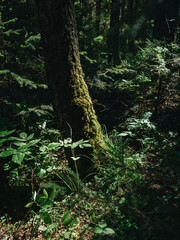 Obraz premium Light to mossy trees in dark forest. Green leaves and wet grass in forest