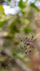 Golden orb-weaver spider on its web with blurred natural background