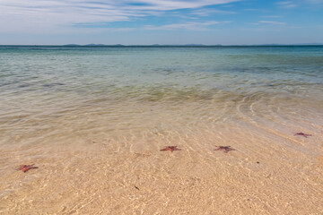 Bright red starfish are scattered along the pristine sand beach of Rach Vem, Phu Quoc island, Vietnam, South East Asia. Relaxing on tropical island. Enjoyment of natural beauty in tranquil atmosphere