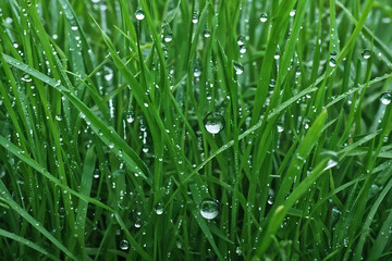 Textura de grama verde vista e perto na chuva com gotas de &aacute;gua