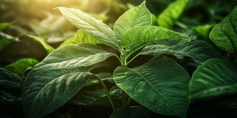 Serene Greenery Enhanced by the Glow of Kava Roots