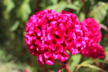Close-up of a vibrant purple celosia flower blooming in a garden, its intricate ruffled petals creating a captivating display of color and texture