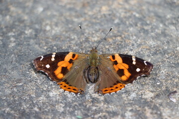Beautiful butterfly vanessa atalanta red admiral is resting with open wings on a rock