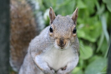 A gray squirrel is captured in a close up shot, showcasing its large dark eyes and bushy tail. Lush green foliage fills the background, indicating a natural environment.