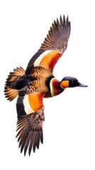 Obraz premium Irerê Bird, White-faced Whistling-Duck Flying on White Background, Photo Realistic, Standard Background, Wallpaper, Cover and Screen of Smartphone, PC, Laptop, 9:16 and 16:9 Format
