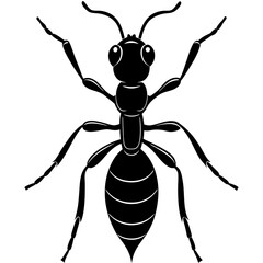 illustration of a spider