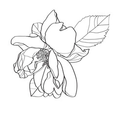 Black and white line illustration of rose flowers on a white background