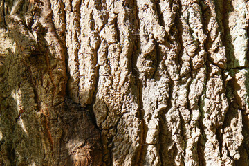 white poplar bark, trunk in sunglight