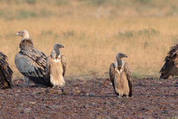 Indian vulture or long-billed vulture at desert national park, Rajasthan,India