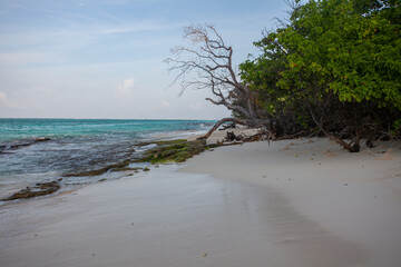 Gentle waves kiss the soft white sand of a secluded Maldives beach, framed by lush greenery swaying in the breeze.