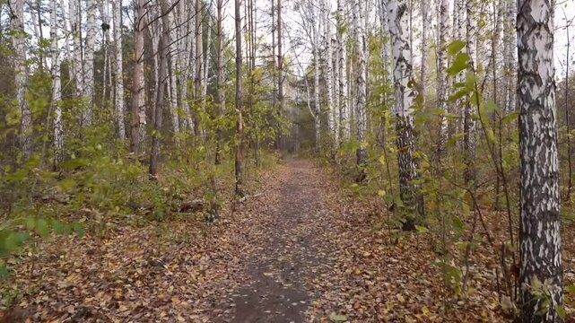 a path covered with fallen leaves through an autum