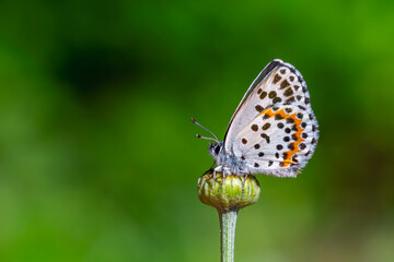 a wonderful little butterfly with black dots,Checkered Blue, Scolitantides orion