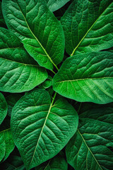 Fototapeta premium Detailed close-up of vibrant green leaves, showcasing intricate vein patterns and natural textures, ideal for nature-inspired designs or backgrounds. Generative AI