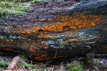 Rotköpfiger Schleimpilz (TRICHIA DECIPIENS)