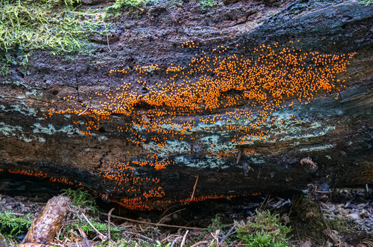 Rotk&ouml;pfiger Schleimpilz (TRICHIA DECIPIENS)