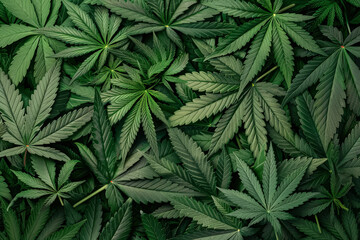 Close-up of a green cannabis plant with many leaves. The leaves are very green and appear moist.