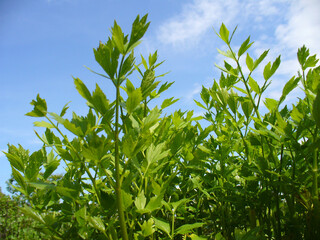 Green leaves of herb plant Lovage, Levisticum officinale and blue sky on sunny spring weather. Topics: natural vitamins, health, herbal medicine, natural medicine, beauty of nature, spring, season