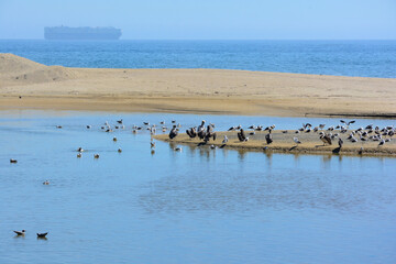 Coastal landscape of Viña del Mar, Chile's Pacific coast, with a colony of birds and pelicans, brown pelicans, with blue sea and a boat in the background