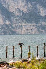 Great cormorant spreading wings while standing on a wooden pole by Lake Garda, Italy