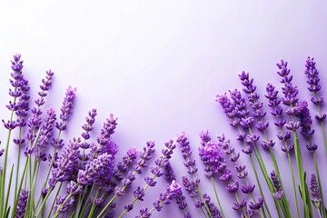 Naklejka premium Minimalist lavender flower clipart on violet background