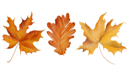 Set of 3 watercolor fall leaves illustration. Thanksgiving. Isolated on white clip art for autumn cards.	