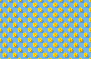 Pattern of chrysanthemum flower on blue pastel background