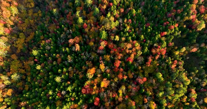 Aerial view of a vibrant forest showcasing the colorful fall foliage. The trees display shades of yellow, orange, and red, capturing the beauty of the autumn season from above.