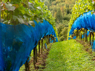 Blaues Netzgewebe als Staren schutz über den Weinreben
