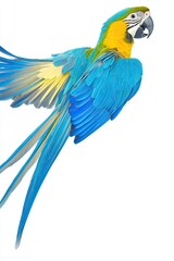Obraz premium Adorable Blue and Yellow Parrot Showcasing Vibrant Feathers Against a White Background