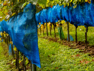 Blaues Netzgewebe als Staren schutz über den Weinreben