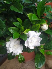 Gardenias blancas