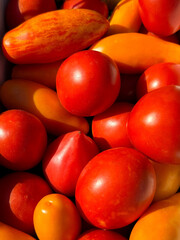 Tomatoes fresh ripe red yellow vegetables 