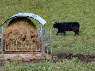 Galloways an der Futterkrippe