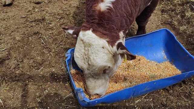 Polled Hereford cow eating corn from a feeder in a corral. 4k