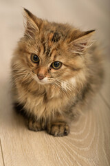 close-up portrait of a beige brown kitten in high resolution