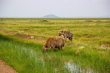 hyenas in the wild