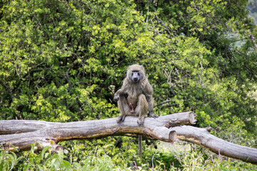 Horny baboon