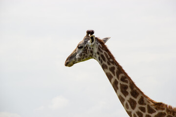 giraffe in the wild