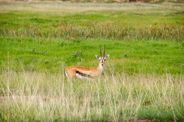 antelope in the field