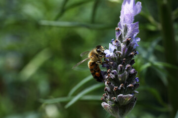 bee eating the nectar of the lavender flower in spring