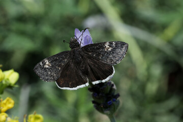 white butterfly on a flower.