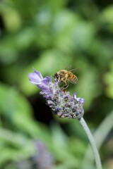 bee eating the nectar of the lavender flower in spring