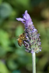bee eating the nectar of the lavender flower in spring